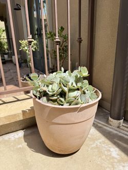 Large Pot of Rare Silver Jade