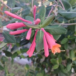 Native Honeysuckle 