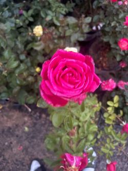 Rose bushes