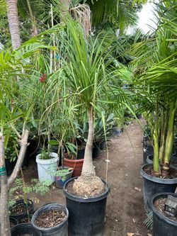 Elephant foot / ponytail Palm