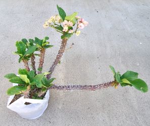 Free Euphorbia 'Crown of Thorns"