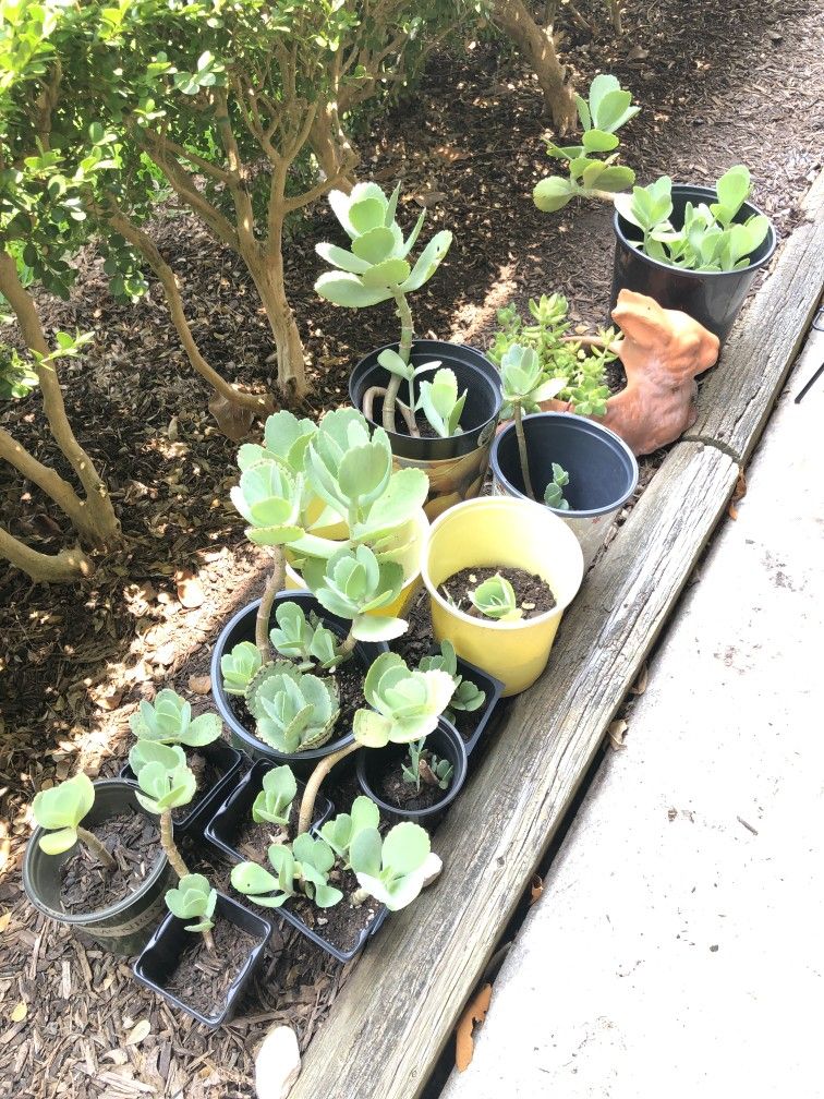 Pen wiper Succulent PLANTS