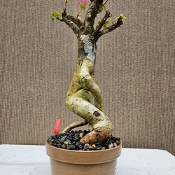 Old Bougainvillea RED Bonsai Tree