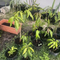 Jackfruit/mango Trees   $20 Each 