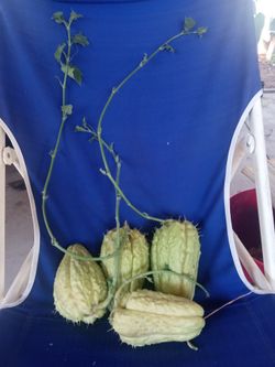 planta de chayotes a $8 cada una