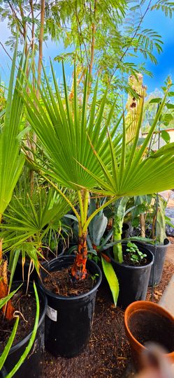 Mexican fan palm