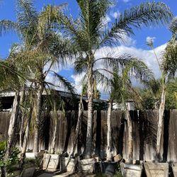 Queen Palms Sale!