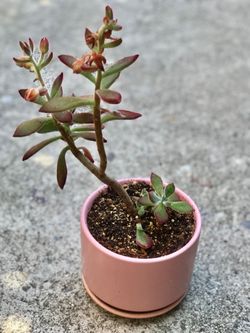$7 Echeveria Ruby Slippers Plant