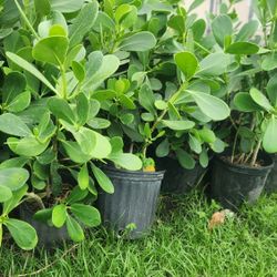 Beautiful Clusias Plants For Privacy!!! About 3 Feet Tall!! Fertilized 