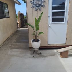 Planta Del Parariso  🪴 