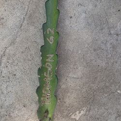 Cutting dragón fruit 