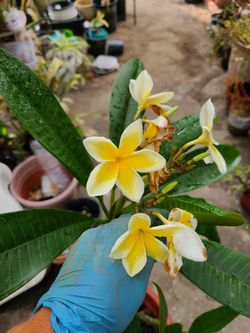 Plumeria
