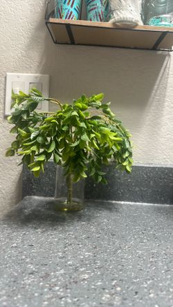 Plant