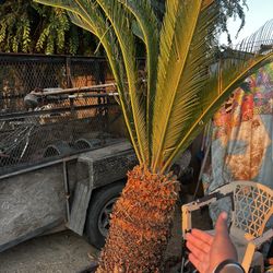 Saigo Palm