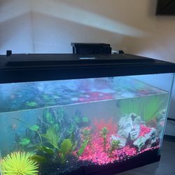 Live Aquarium, Pump And Decors Over $700 Value 