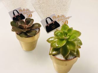 Succulent Favors for Birthdays Weddings Baby Shower Any Occasions $3.60 EACH