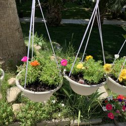Hanging Moss Pots 12$ Each