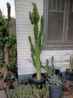 Euphorvia brancher cactus succulent