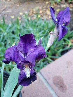 Purple Iris Plant