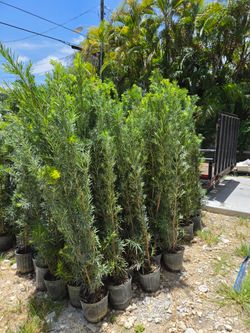 podocarpus 6 to 7 feet tall Instant Privacy Hedge For Fence Green Full Ready for planting  minimum qty 30+