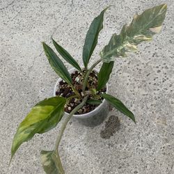 Philodendron Caramel Marble Variegated 3 Sprouted Mid Cut Rooted