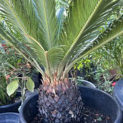 Sago Palm