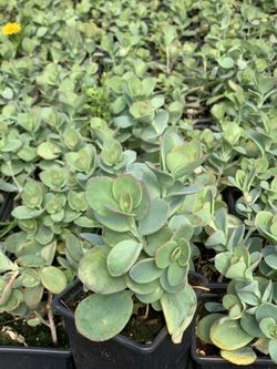 Kalanchoe panamensis