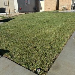 Sod Fescue