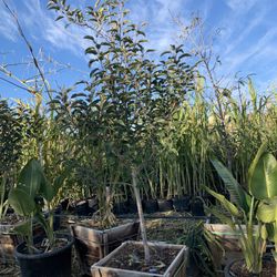 Fuji Tree 24” Box 