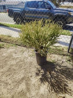 FS pencil tree succulent