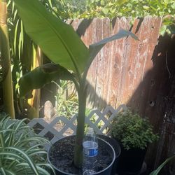 Banana Tree 