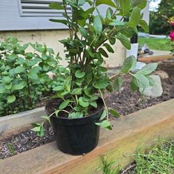 Peppermint Mint Plant $3 6" Pot