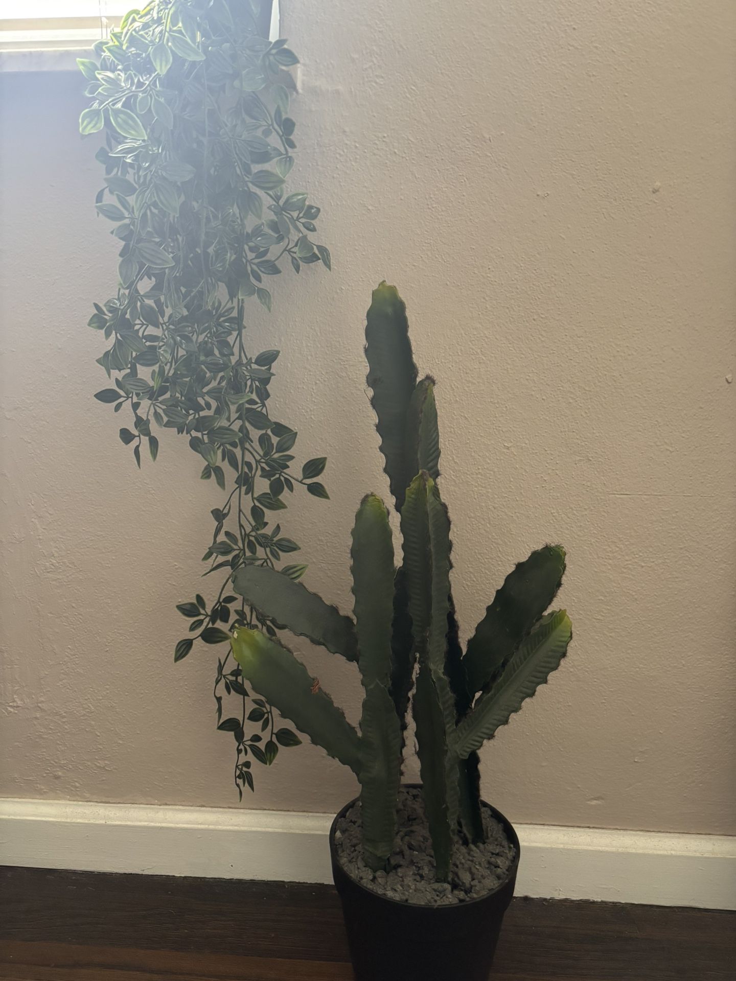 Cactus Plant