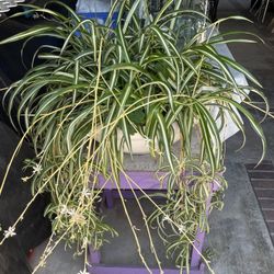 Plant, Ceramic Planter, Wooden Base