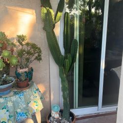 Cactus In Pot