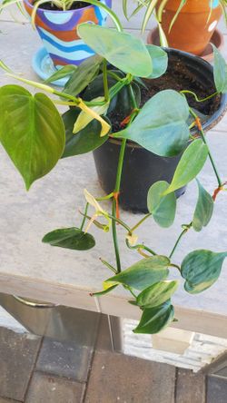 Heartleaf Philodendron - Indoor plant.