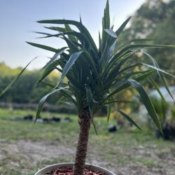 Yucca Tree
