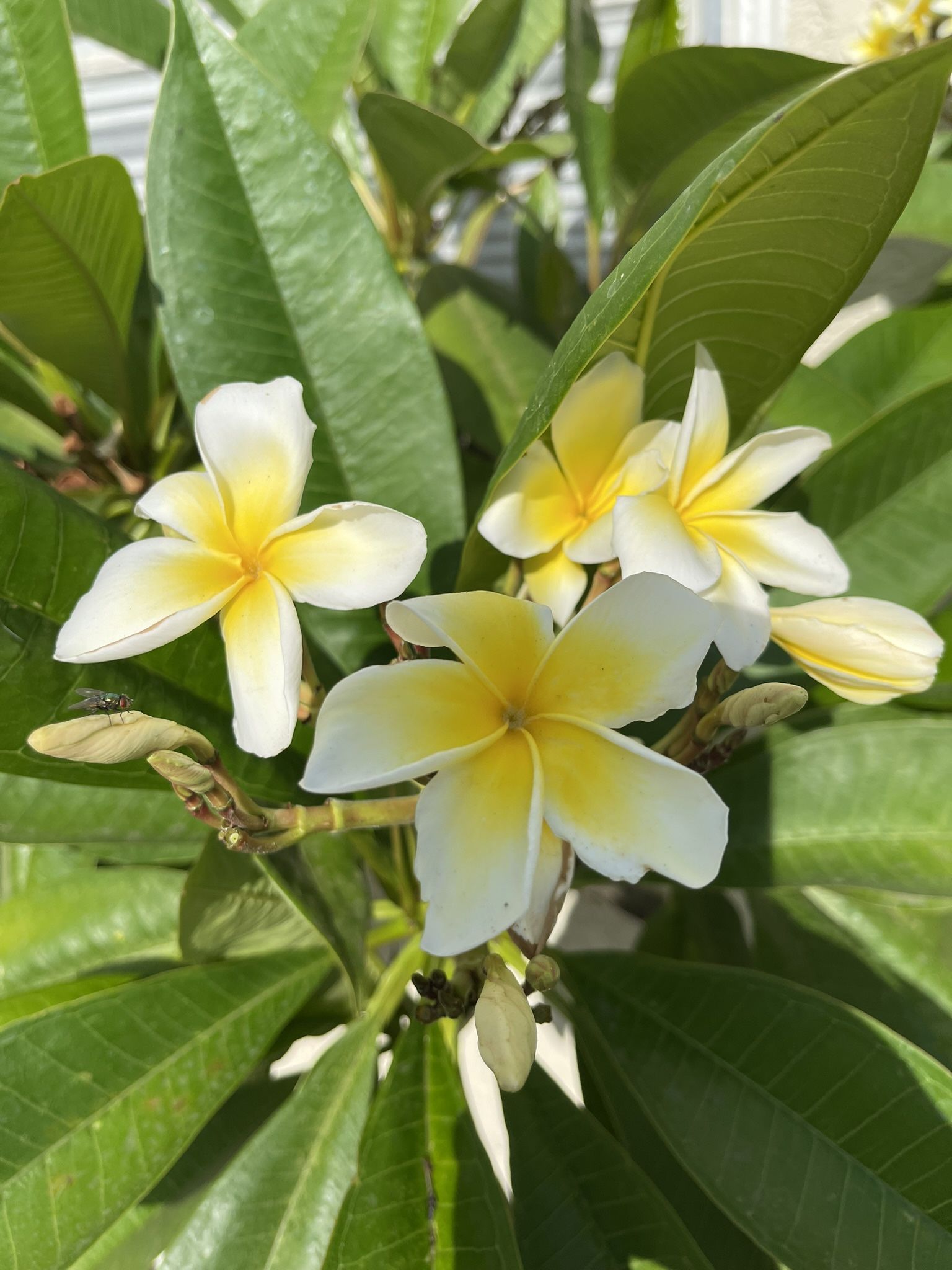 This Weekend Only! 20 Gallons Plumerias Only $20!!