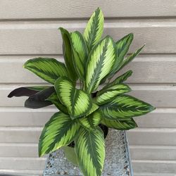 6” calathea beauty star