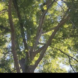 Need A Tree Cut Or Trimmed ? Let Me Know