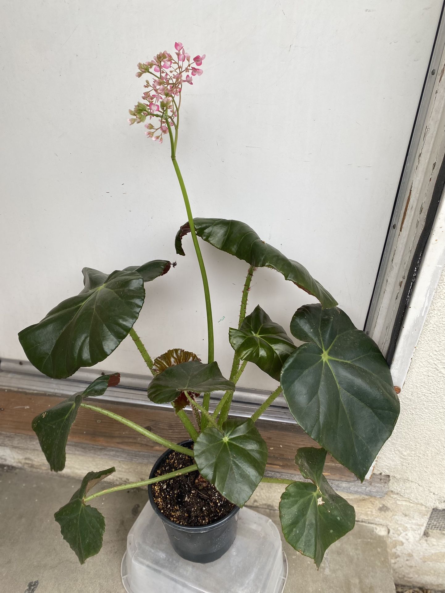 Begonia Red Fred Shade Plant, The Large Oval Leaves Are A Lustrous Maroon Color Is In 1 Gallon Pot