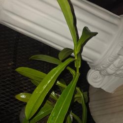 Nepenthes maxima x ventricosa rooted cutting