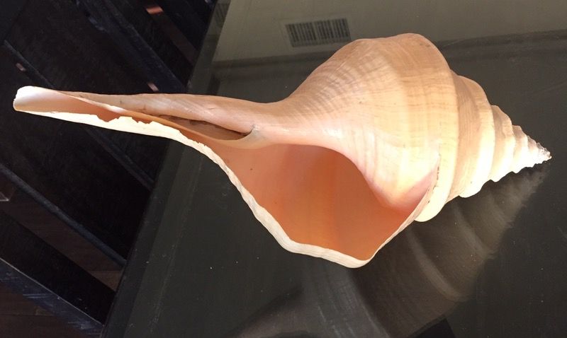 Sea shell