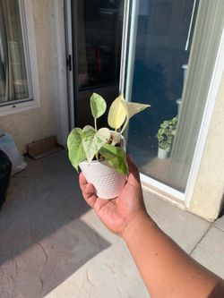Snow Queen Pothos 🪴