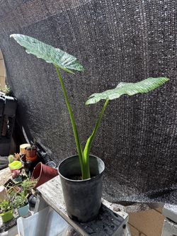 Alocasia Elephant ear