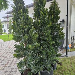 Japanese Blueberry about 8 feet tall Instant Privacy Hedge For Fence 