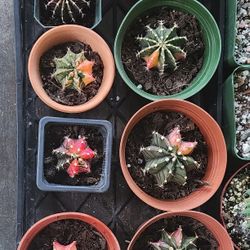 Gymnocalycium Mihanovichii