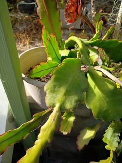 Cactus , flowers in fuschia $8