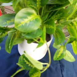 Table Top Arrangement 