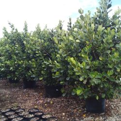 SALE!  HUGE CLUSIA PLANT IN 25 GALLONS FOR ONLY $95  OPEN TODAY